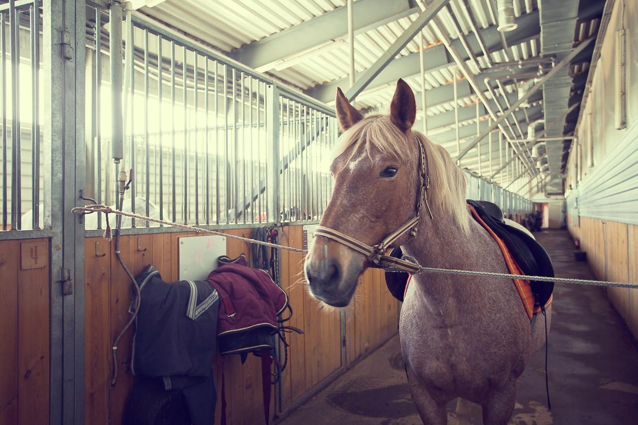 Конюшни конный клуб. КСК белая лошадь Кадниково. КСК белая лошадь Екатеринбург. Белая лошадь Сысерть.