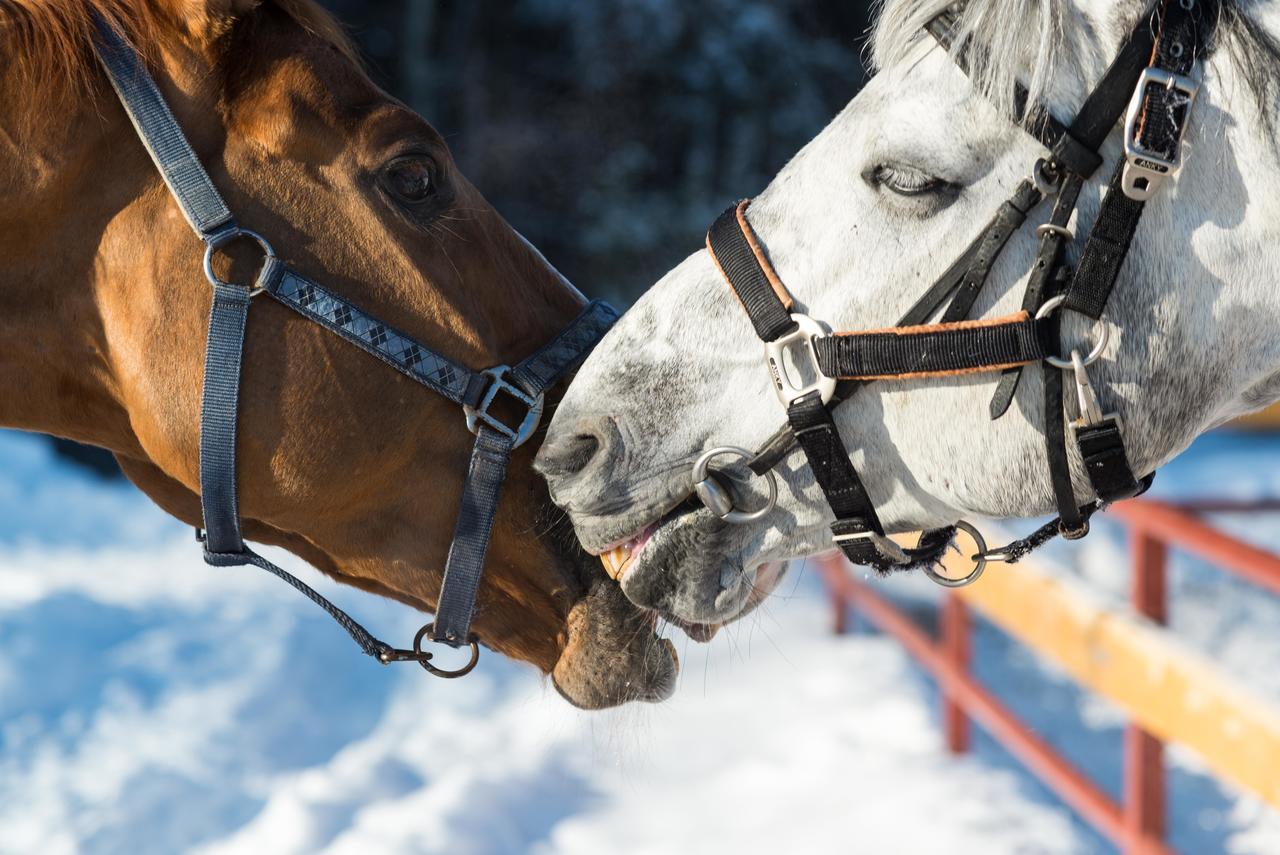 Horse екатеринбург. Белая лошадь Сысерть. Белая лошадь Кашино. Загородный клуб белая лошадь.